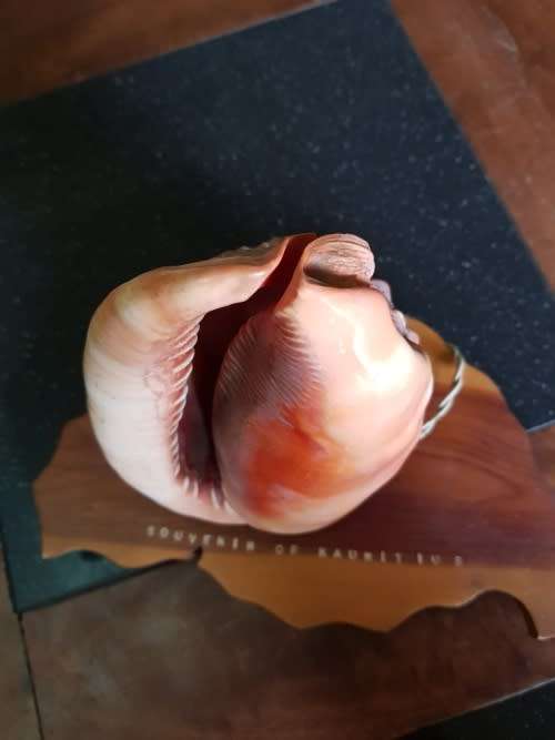 Vintage Shell Lamp Made in Marituis