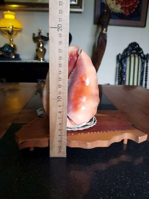 Vintage Shell Lamp Made in Marituis
