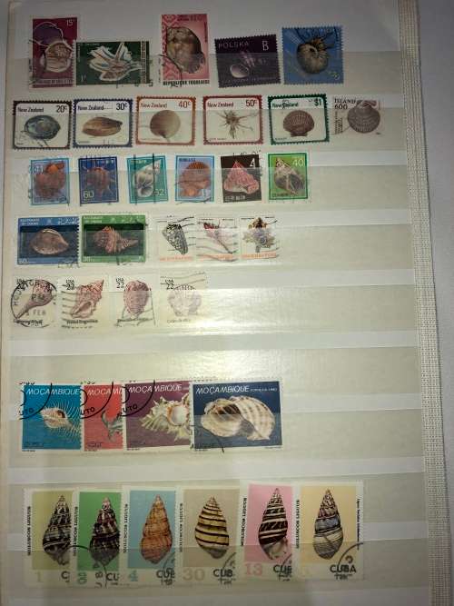 Marine life shells mint and used