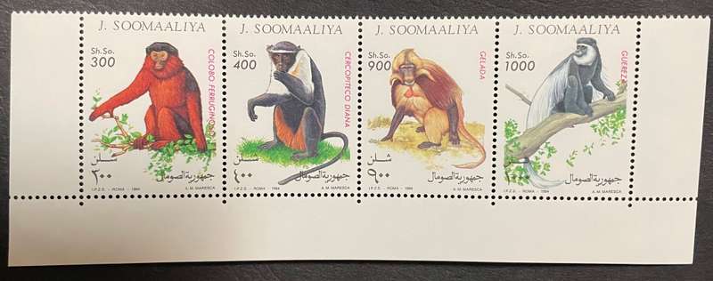 Somalia monkeys