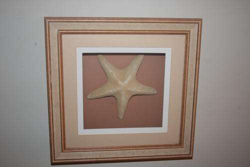 Beautiful Sugar Starfish in a glass box frame - 40 x 40cm