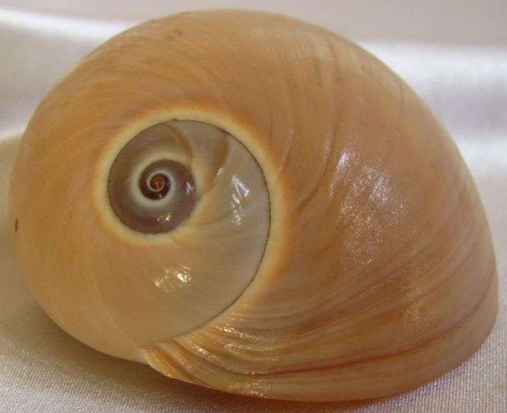 Sea Shell: Whale Eye.  Take a moment and come have a look!