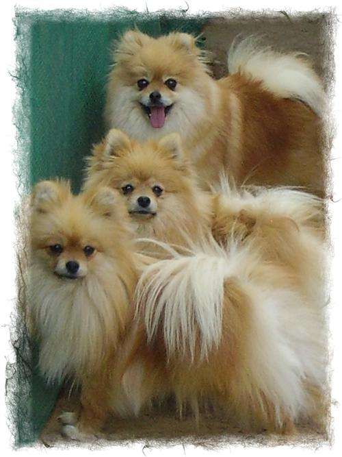 Pomeranian female puppy for sale