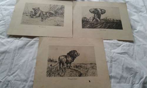 Michaelis - African Big Game - Art Folio No.1