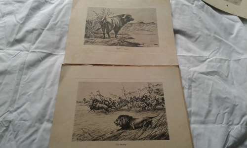Michaelis - African Big Game - Art Folio No.1