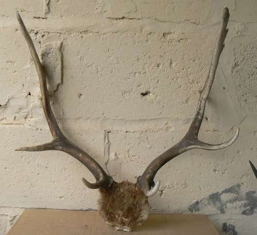 Deer/Takbok Horns -- Ideal for Display or Knife makers