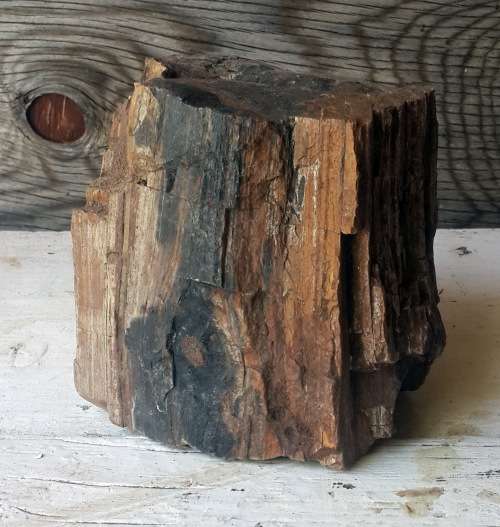 Piece of a Fossilized Tree - Petrified tree  / Versteende Boom (1.2 kg)