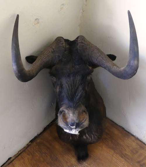 Large Black Wildebeest Trofee / Swart Wildebees  - White Tailed  Gnu -- Roland Ward size see Listing