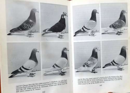 PIGEON FANCYING Caring, Breeding, Racing and Exhibiting by Ron Bissett