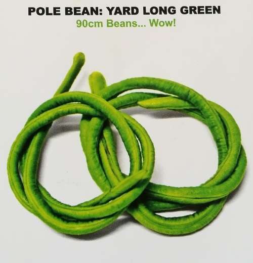 Pole Bean: Yard Long Green