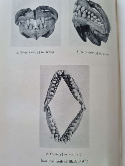 SEA-ANGLING FISHES OF THE CAPE by C. LEO. BIDEN