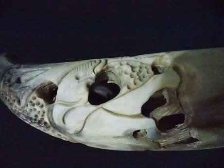 Beautifully Carved Bull Horn