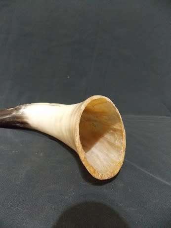 Beautifully Carved Bull Horn