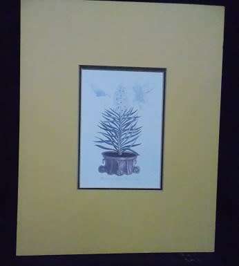 Lovely Botanical Print from Italy
