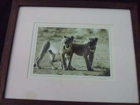 Gerrit Pitout Signed Photo of Two Lionesses