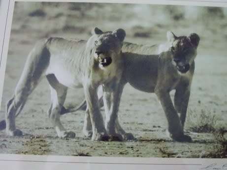 Gerrit Pitout Signed Photo of Two Lionesses