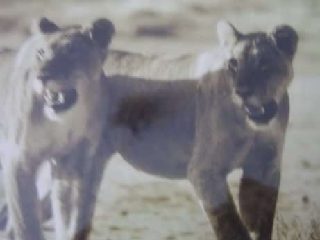 Gerrit Pitout Signed Photo of Two Lionesses