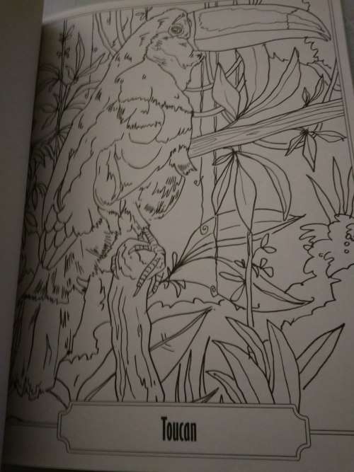 Colour and Art - Birds and Insects