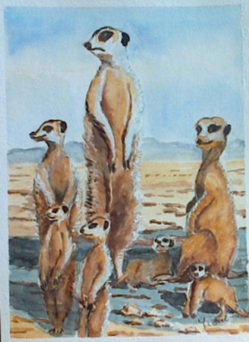 Suricats watching