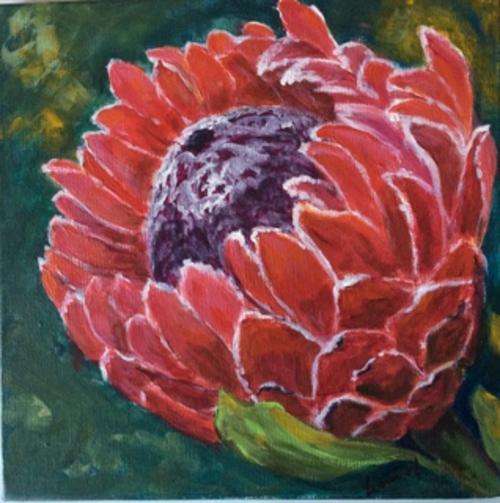 My Protea, flowers, fynbos