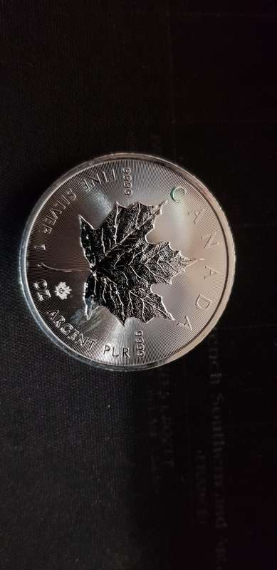 Canadian Silver Maple
