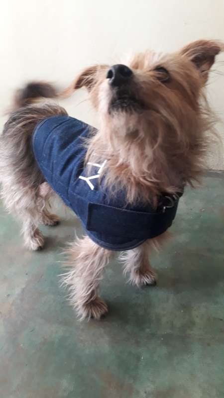 Dog Jackets for Sale - X small to medium
