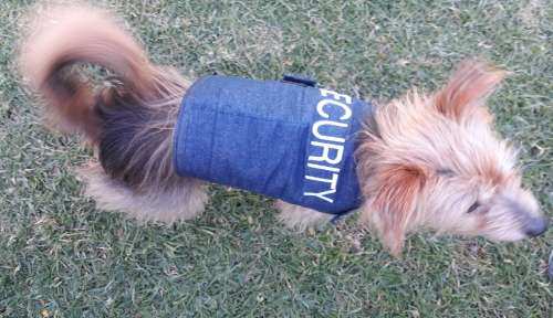 Dog Jackets for Sale - X small to medium