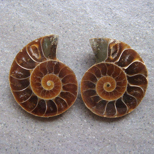 Pair of Ammonite