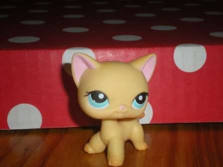 Littlest pet shop, Cat Cream blue Eyes