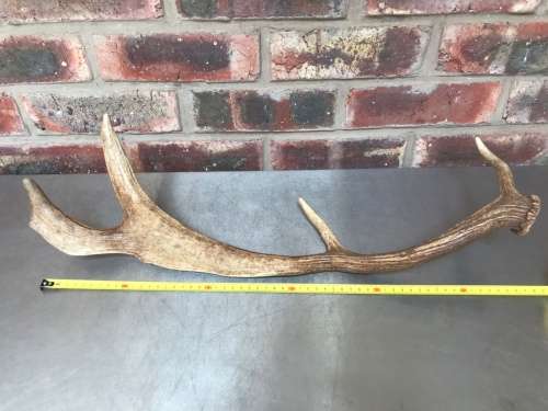 Pair of Fallow Deer antlers (Lot 2) for handles, decor, knives, crafts, mount, wildlife, ect.
