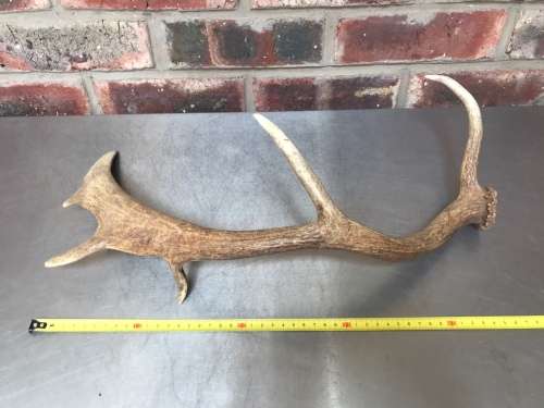 Pair of Fallow Deer antlers (Lot 2) for handles, decor, knives, crafts, mount, wildlife, ect.