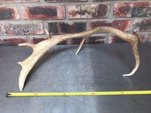 Pair of Fallow Deer antlers (Lot 2) for handles, decor, knives, crafts, mount, wildlife, ect.