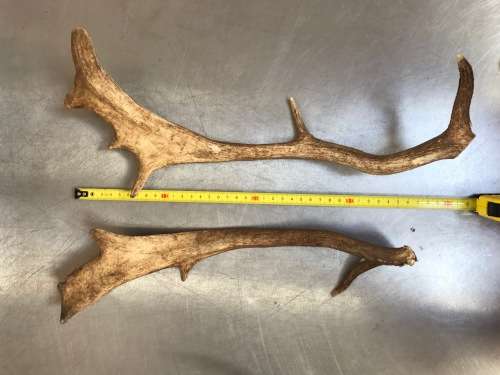 Pair of Antlers FALLOW DEER (LOT 6) for handles, decor, knives, crafts, mount, wildlife, ect.