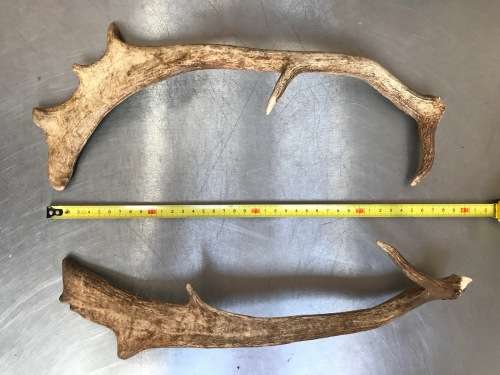 Pair of Antlers FALLOW DEER (LOT 6) for handles, decor, knives, crafts, mount, wildlife, ect.