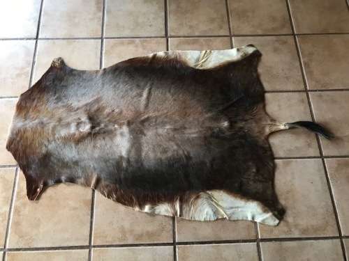 animal skin blesbok , approx.size:  90cm x 120cm