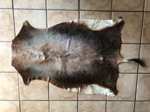 animal skin blesbok , approx.size:  90cm x 120cm