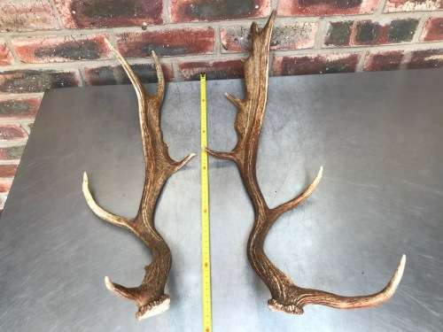 Pair of Antlers FALLOW DEER LOT 3 for handles, decor, knives, crafts, mount, wildlife, ect.