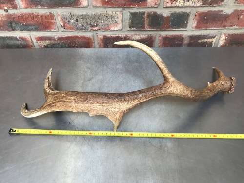 Pair of Antlers FALLOW DEER LOT 3 for handles, decor, knives, crafts, mount, wildlife, ect.