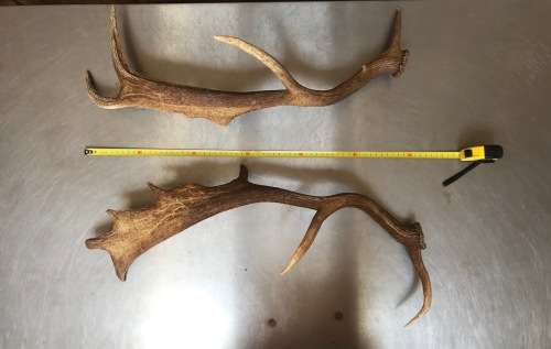 Pair of Antlers FALLOW DEER LOT 3 for handles, decor, knives, crafts, mount, wildlife, ect.