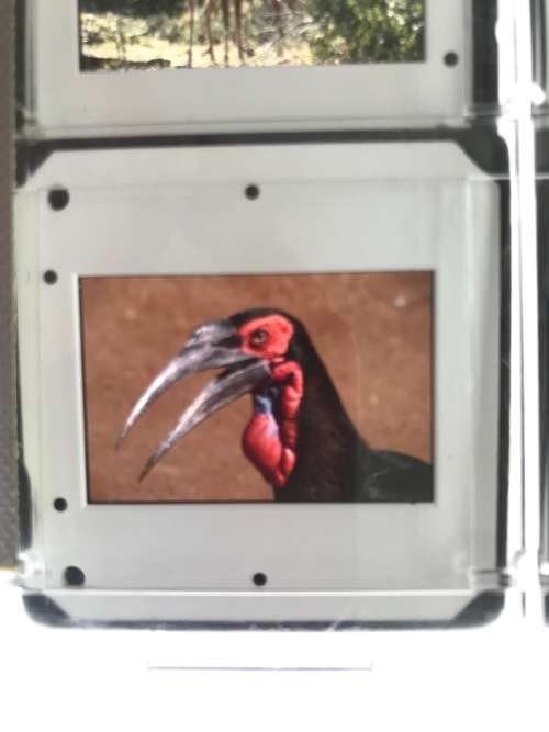 JUST Normlicht West Germany transparent light viewer 30cmx48cm lightbox for X-ray ,slides, negatives