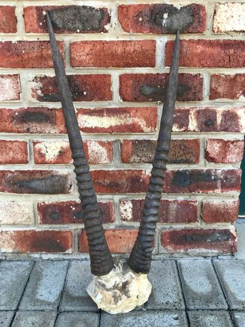 Oryx Gemsbok horns