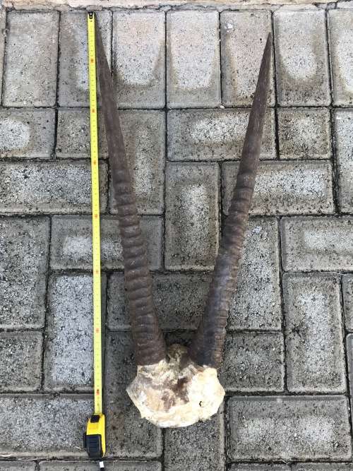 Oryx Gemsbok horns