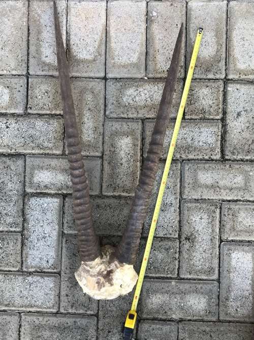 Oryx Gemsbok horns