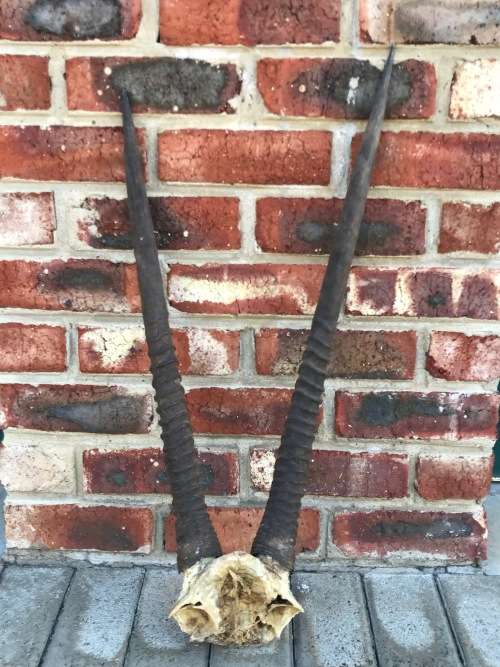Oryx Gemsbok horns