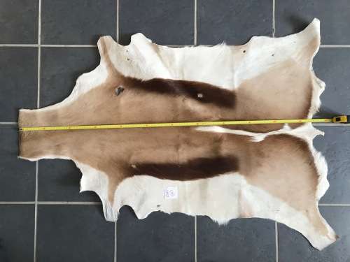 animal skin , Springbok skin, springbock,  LOT 1  119cm x 89cm