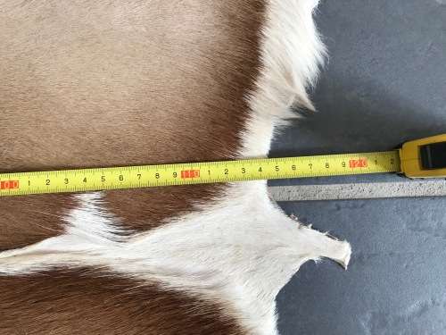 animal skin , Springbok skin, springbock,  LOT 1  119cm x 89cm