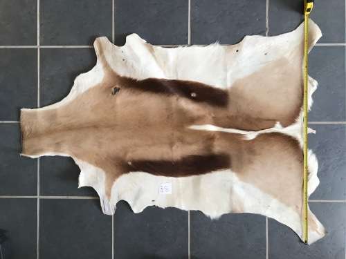 animal skin , Springbok skin, springbock,  LOT 1  119cm x 89cm