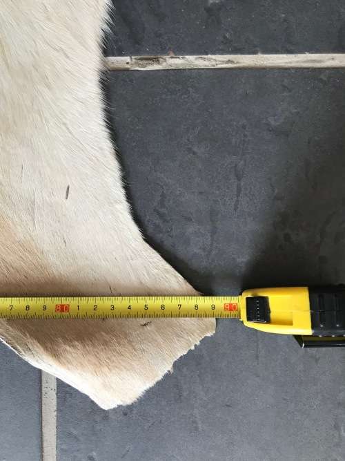 animal skin , Springbok skin, springbock,  LOT 1  119cm x 89cm