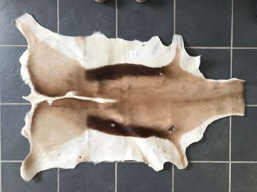 animal skin , Springbok skin, springbock,  LOT 1  119cm x 89cm