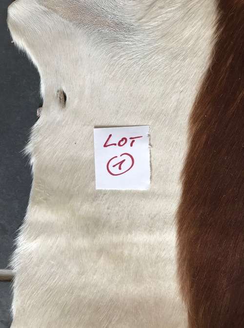 animal skin , Springbok skin, springbock,  LOT 1  119cm x 89cm